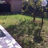 Piantumare manto erboso