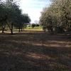 Potare O Tagliare Alberi