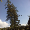 Potatura albero
