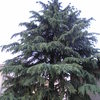 Giardino privato albero cedro grande fusto