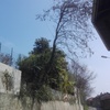 Potare O Tagliare Alberi