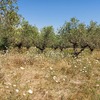 Pulire Terreno Agricolo