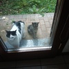 Installare Gattaiola