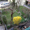 Potatura giardino