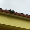 Pulizia gronde da guano e nidi piccioni