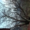 Alberi da Potare