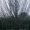 Potare un albero