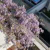 Potare O Tagliare Alberi