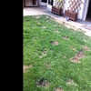 Giardino a Macchie