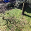Piantumare Manto Erboso