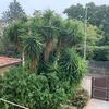 Potare O Tagliare Alberi