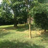 Taglio alberi