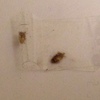 Infestazione da cimici da letto (probabilmente, allego foto di larve)