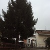 Tagliare pino