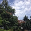 Taglio alberi