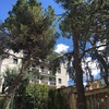 Abbattimento alberi giardino