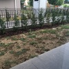 Piantumazione manto erboso 200mq circa