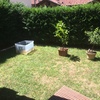 Estirpazione siepe e sistemazione giardino