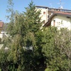 Tagliare un albero