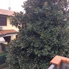Potatura magnolia