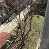 Taglio parziale albero a bollate