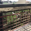 Rifacimento balaustra