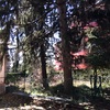 Potare O Tagliare Alberi