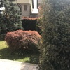 Potare O Tagliare Alberi