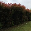 Potare O Tagliare Alberi
