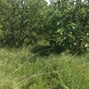 Pulizia e smaltimento terreno agricolo