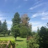 Potare O Tagliare Alberi