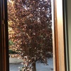Potare albero