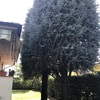 Potare O Tagliare Alberi