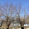 Potare O Tagliare Alberi