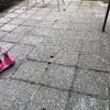 Piantare Giardino
