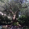 Potare O Tagliare Alberi