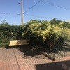 Manutenzione Giardino
