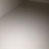Insetti cucina