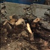 Scavo ed eliminazione albero