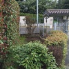 Ripiantunamento giardino