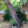 Abbattimento albero