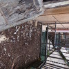 Pulizia Guano Piccioni