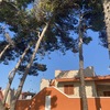 Potare O Tagliare Alberi
