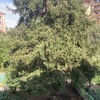 Manutenzione Giardino
