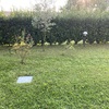Manutenzione Giardino