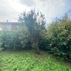 Potare O Tagliare Alberi