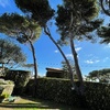 Potare O Tagliare Alberi