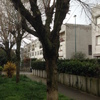 Potatura albero