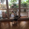 Installare Gattaiola