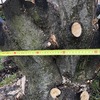 Potare O Tagliare Alberi